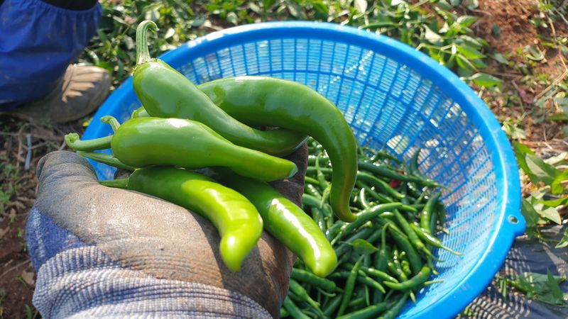 농부아내님의 장터 판매 상품 [서리 내리기 전 풋고추 3kg] 첨부 사진