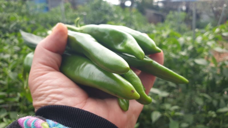 농부아내님의 장터 판매 상품 [서리 내리기 전 풋고추 3kg] 첨부 사진