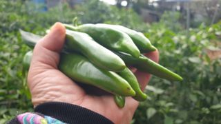 농부아내님의 작성글 사진