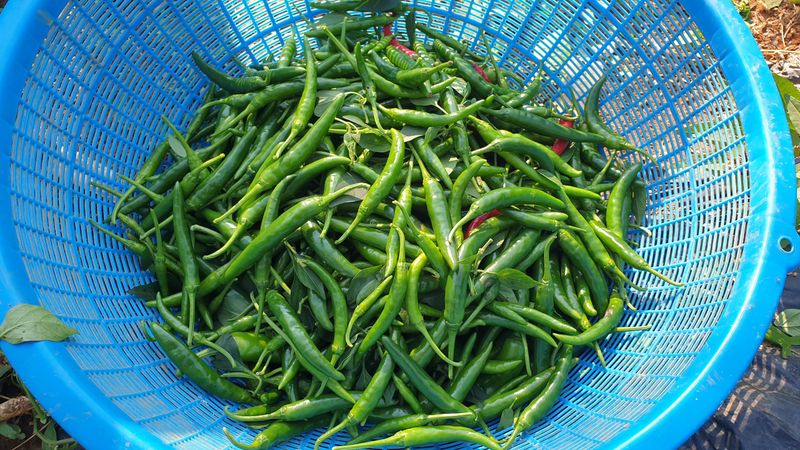 농부아내님의 장터 판매 상품 [서리 내리기 전 풋고추 3kg] 첨부 사진