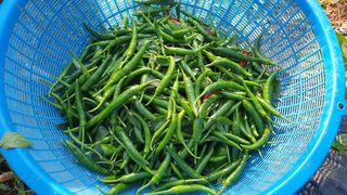 농부아내님의 작성글 사진