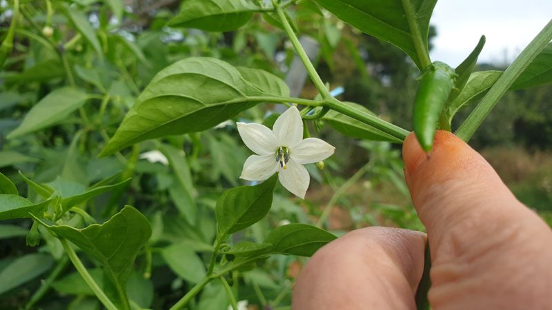 농부아내님의 장터 판매 상품 [서리 내리기 전 풋고추 3kg] 첨부 사진