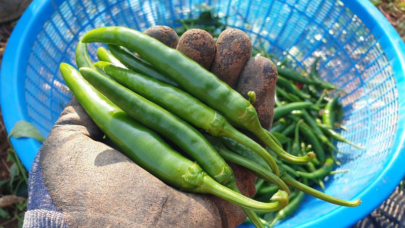 장터 상품 [서리 내리기 전 풋고추 3kg] 썸네일