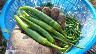 농부아내님의 작성글 사진