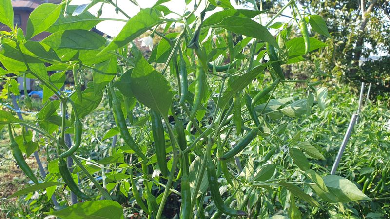 농부아내님의 장터 판매 상품 [서리 내리기 전 풋고추 3kg] 첨부 사진