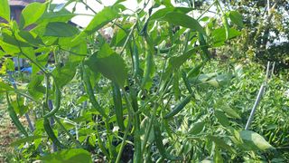 농부아내님의 작성글 사진