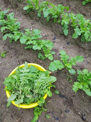 당근한개님의 기타작물 · 자유게시판 작성글 사진