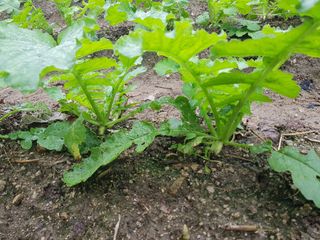 당근한개님의 기타작물 · 자유게시판 작성글 사진