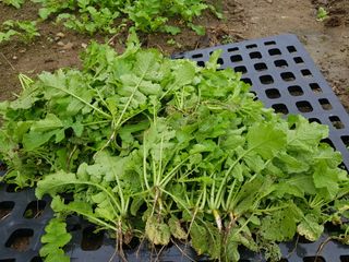 당근한개님의 기타작물 · 자유게시판 작성글 사진