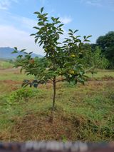 팜모닝 감·영농일지 게시글 이미지