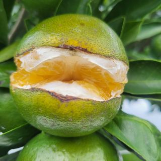 감귤해진님의 귤 · 일상 작성글 사진