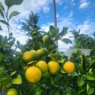 감귤해진님의 귤 · 일상 작성글 사진