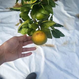 감귤해진님의 귤 · 일상 작성글 사진
