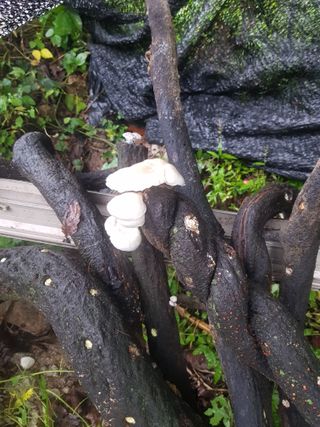 당근한개님의 기타작물 · 자유게시판 작성글 사진