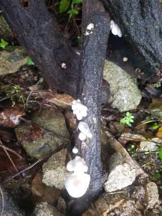 당근한개님의 기타작물 · 자유게시판 작성글 사진