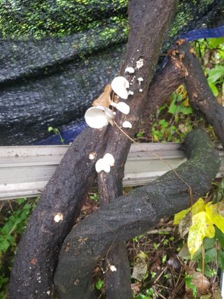 당근한개님의 기타작물 · 자유게시판 작성글 사진