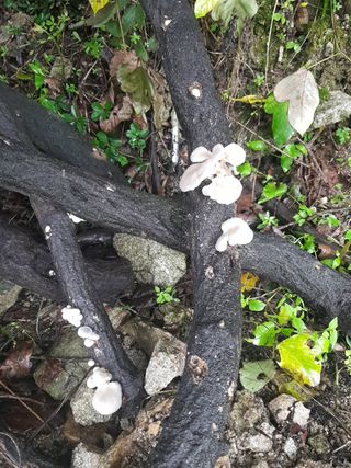 당근한개님의 기타작물 · 자유게시판 작성글 사진