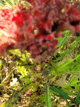 대추님의 기타작물 · 병해충상담 작성글 사진