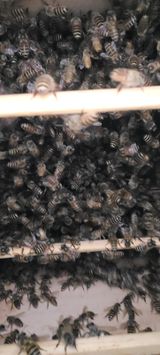 팜모닝 윷놀이 끝! 어떠셨나요?·참여글 게시글 이미지