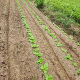 팜모닝 배추·영농일지 게시글 이미지