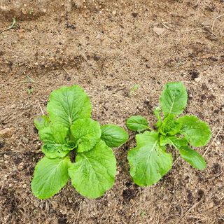 박은정님의 배추 · 영농일지 작성글 사진