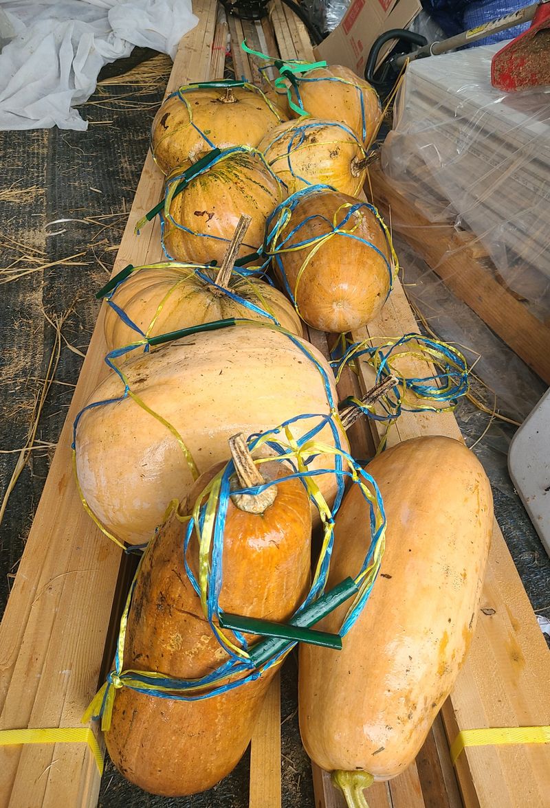 장터 상품 [호박 1개] 썸네일