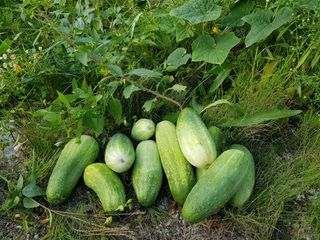 당근한개님의 기타작물 · 자유게시판 작성글 사진