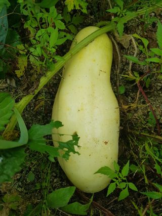 당근한개님의 기타작물 · 자유게시판 작성글 사진