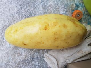 당근한개님의 기타작물 · 자유게시판 작성글 사진