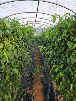 김균율님의 윷놀이 끝! 어떠셨나요? · 참여글 작성글 사진