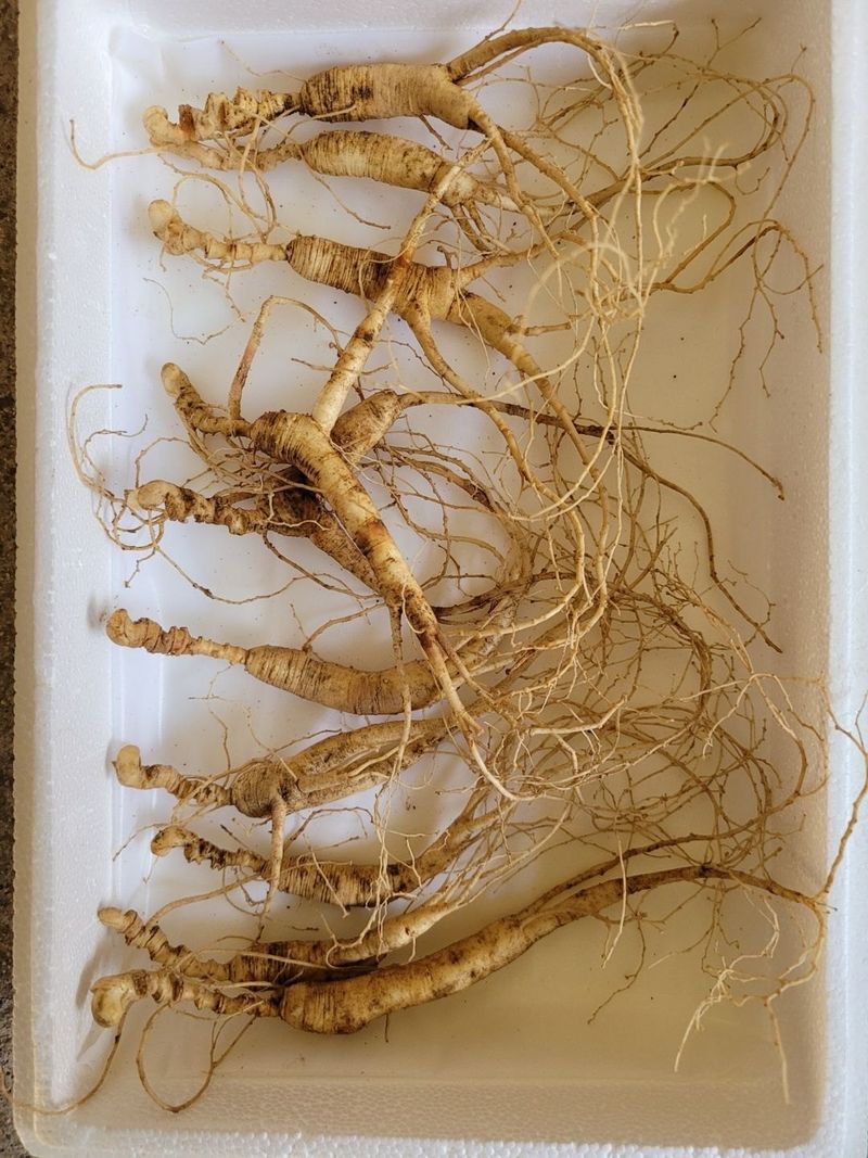 장터 상품 [장뇌삼 파격 할인판매 ] 썸네일