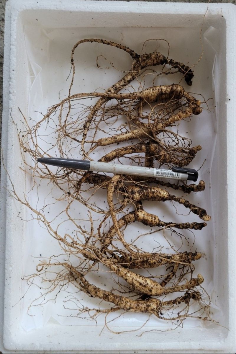 신재용님의 장터 판매 상품 [장뇌삼 파격 할인판매 ] 첨부 사진