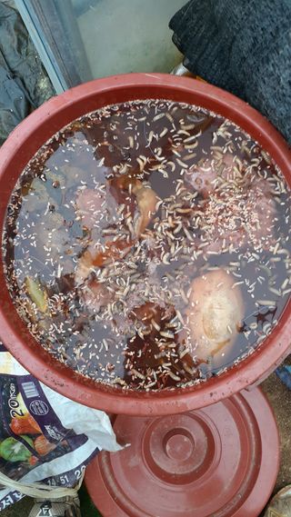 초보텃밭님의 자유주제 · 자유게시판 작성글 사진