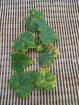 팜모닝 오이·병해충상담 게시글 이미지