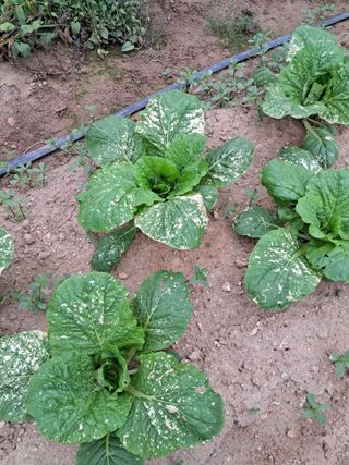 소돌향기님의 배추 · 병해충상담 작성글 사진