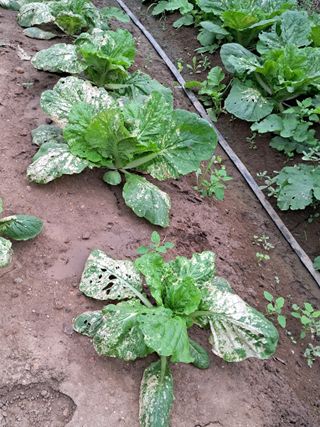 소돌향기님의 배추 · 병해충상담 작성글 사진