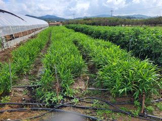 이효철님의 기타작물 · 자유게시판 작성글 사진