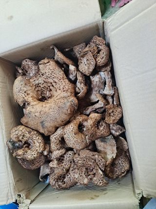 백작약님의 작성글 사진