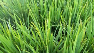 알 수 없음님의 사과 · 일상 작성글 사진