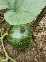 팜모닝 윷놀이 끝! 어떠셨나요?·참여글 게시글 이미지