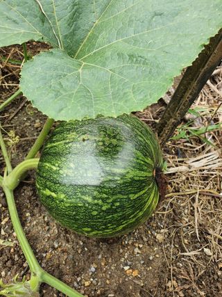 매실향기차향기님의 윷놀이 끝! 어떠셨나요? · 참여글 작성글 사진