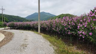 무궁화아리랑사랑농원님의 블루베리 · 자유게시판 작성글 사진