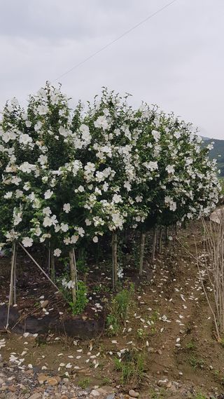 무궁화아리랑사랑농원님의 블루베리 · 자유게시판 작성글 사진