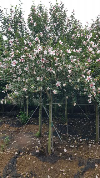 무궁화아리랑사랑농원님의 블루베리 · 자유게시판 작성글 사진