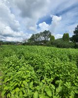 팜모닝 들깨·자유게시판 게시글 이미지