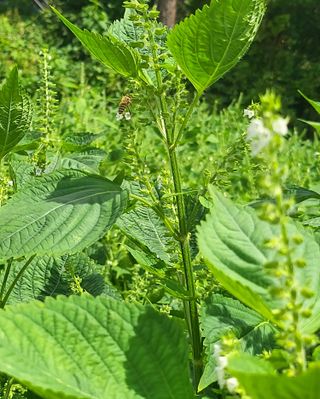 행복한농민님의 들깨 · 자유게시판 작성글 사진