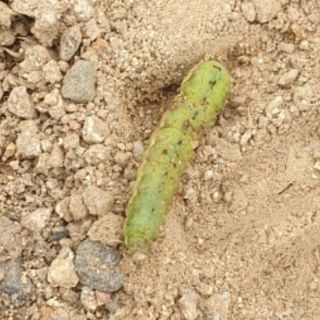 지천연님의 배추 · 병해충상담 작성글 사진