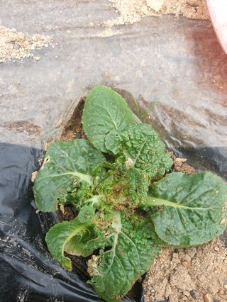 지천연님의 배추 · 병해충상담 작성글 사진