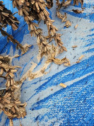 정병무님의 참깨 · 자유게시판 작성글 사진