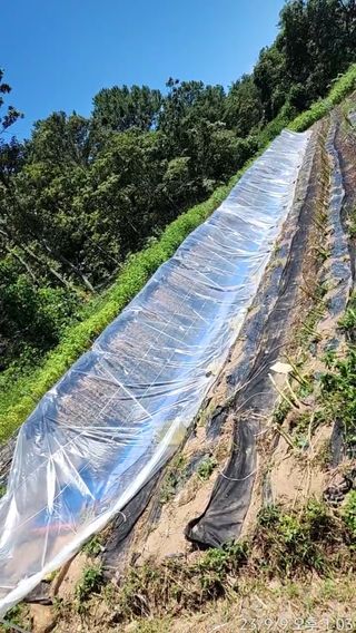 정병무님의 참깨 · 자유게시판 작성글 사진